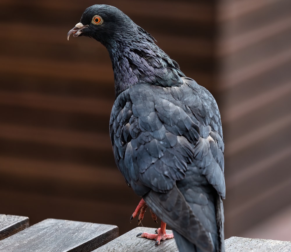 a black bird sitting on top of a wooden bench