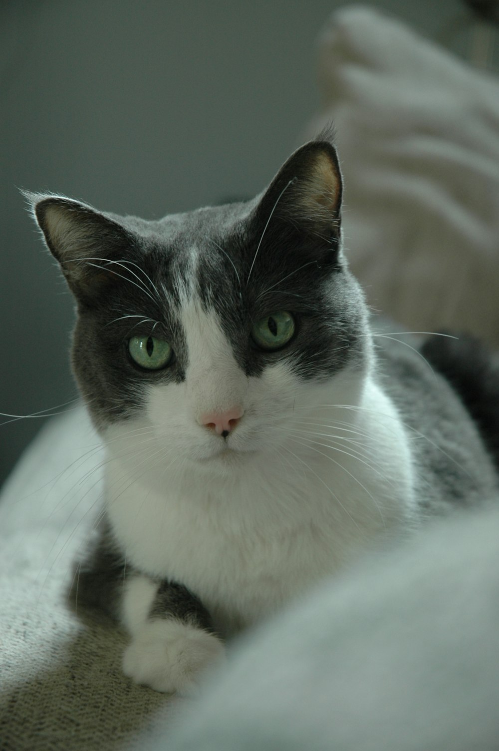 Un gatto bianco e nero con gli occhi verdi seduto su un letto