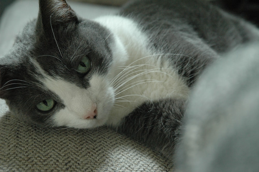 Un gato gris y blanco acostado encima de un sofá