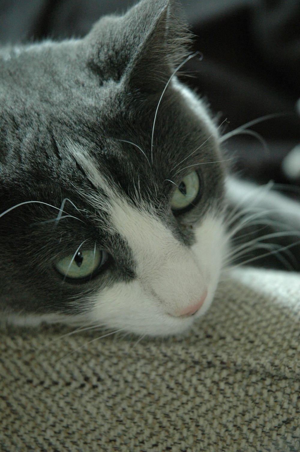 a gray and white cat laying on top of a couch