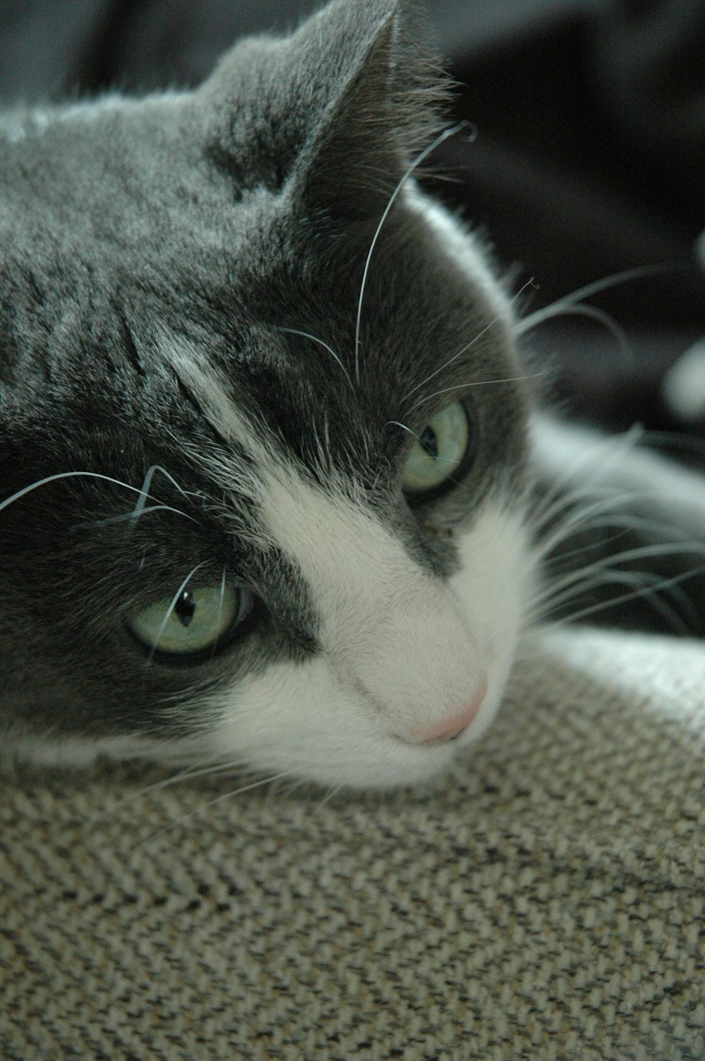 Un gato gris y blanco acostado encima de un sofá