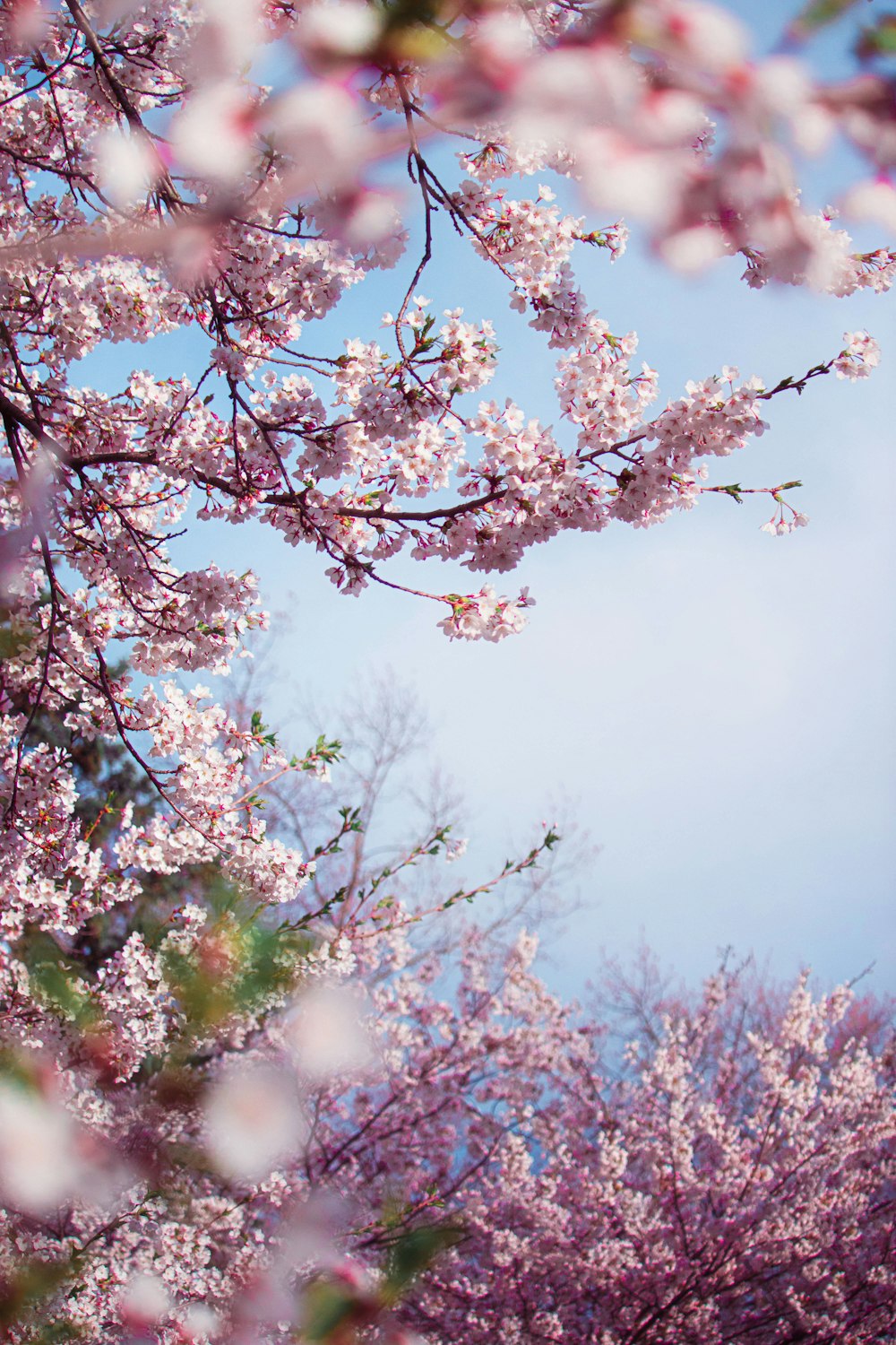 Un árbol lleno de muchas flores rosadas