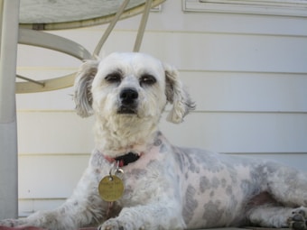 A small, white dog with short fur and distinctive spots on its back is lying on a porch. It has a slightly fluffy face and wearing a collar with a round tag. In the background, there is a part of a patio table and the siding of a house.