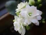 A close-up of delicate flowers with soft petals.