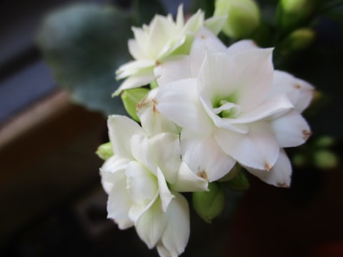 A close-up of delicate flowers with soft petals.