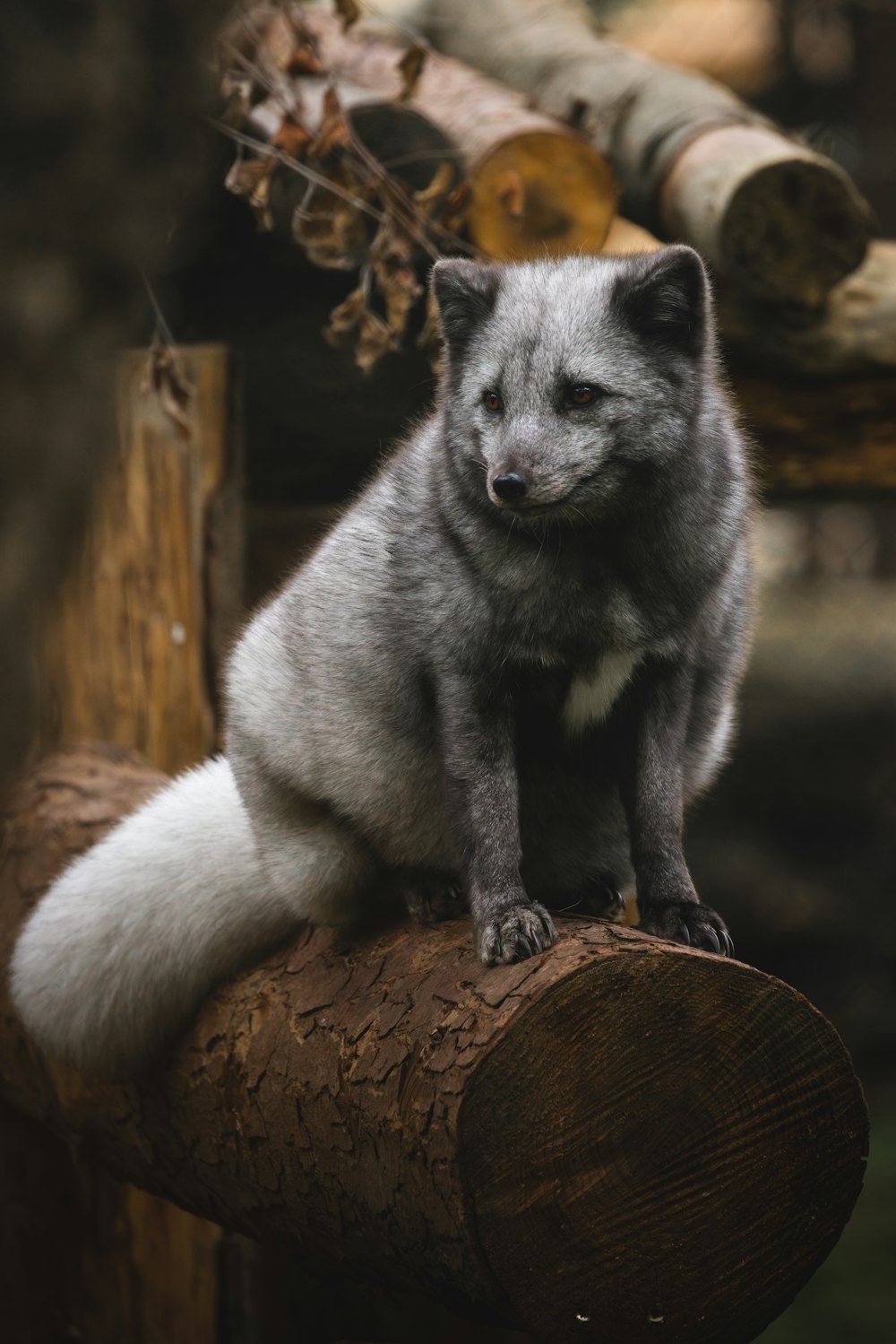 un petit animal assis sur un morceau de bois