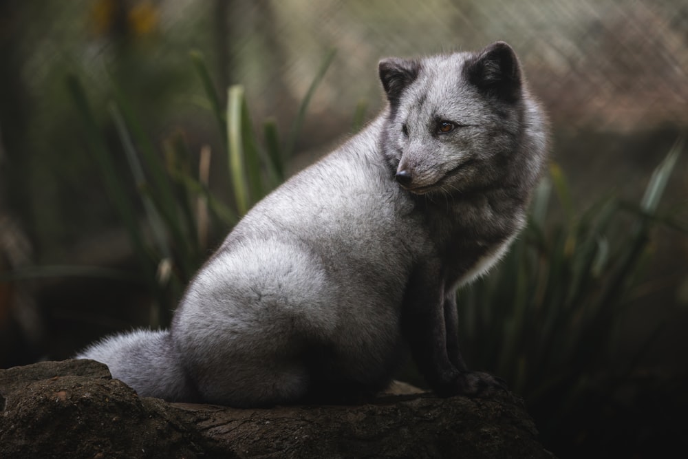 a grey fox sitting on top of a rock