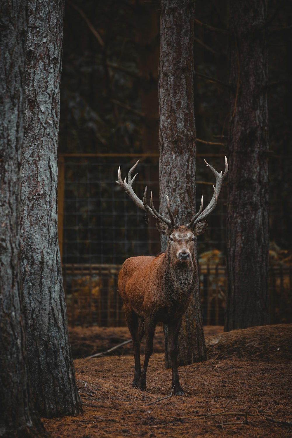 a deer standing in the middle of a forest