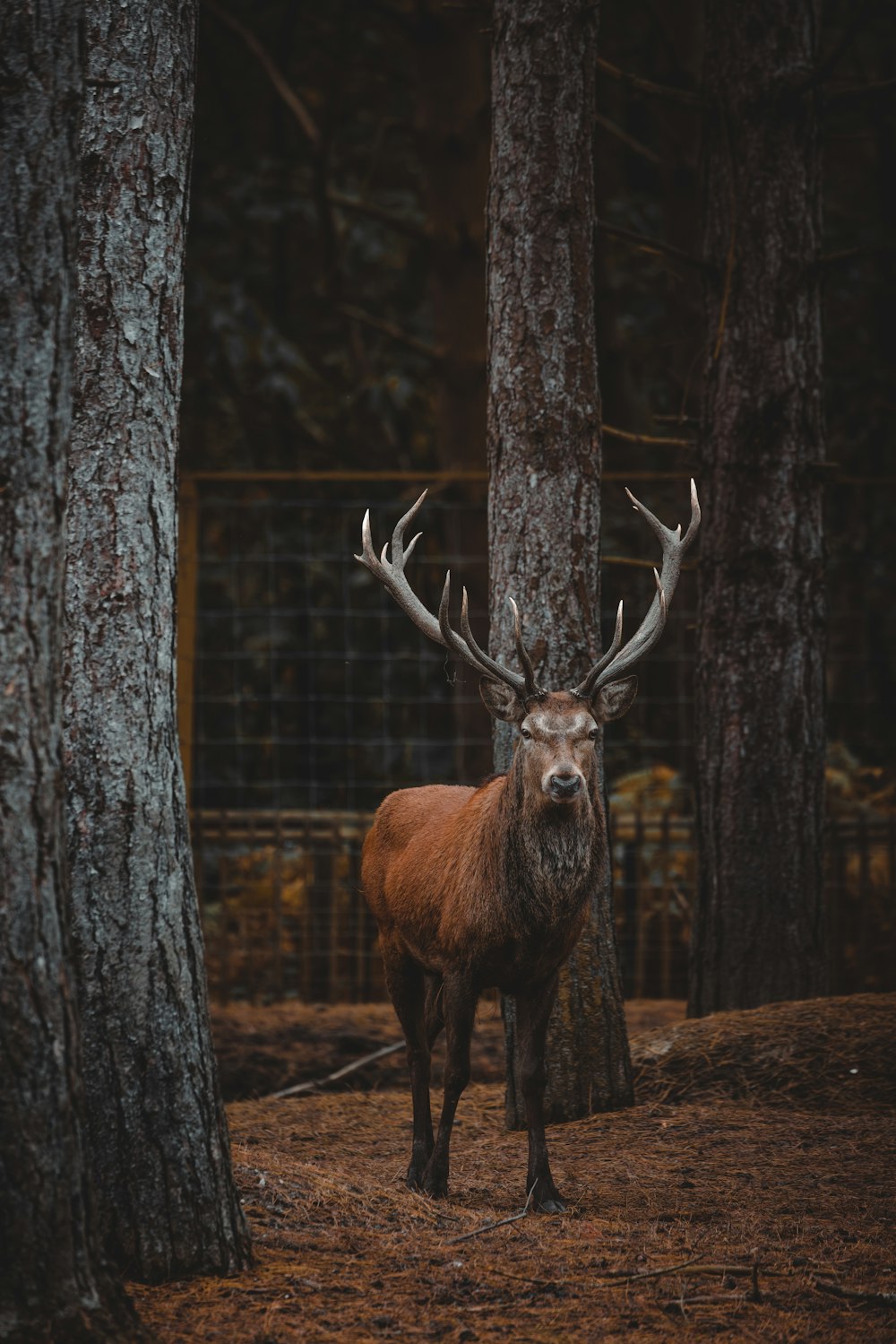 Un cervo in piedi nel mezzo di una foresta
