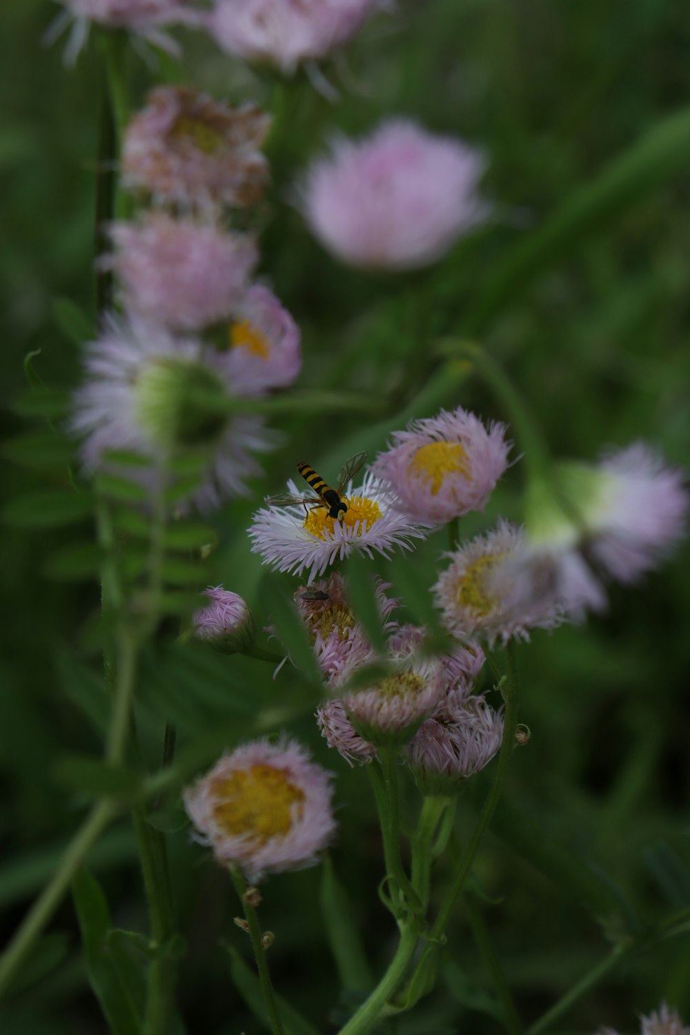 a bee sitting on a flower in a field