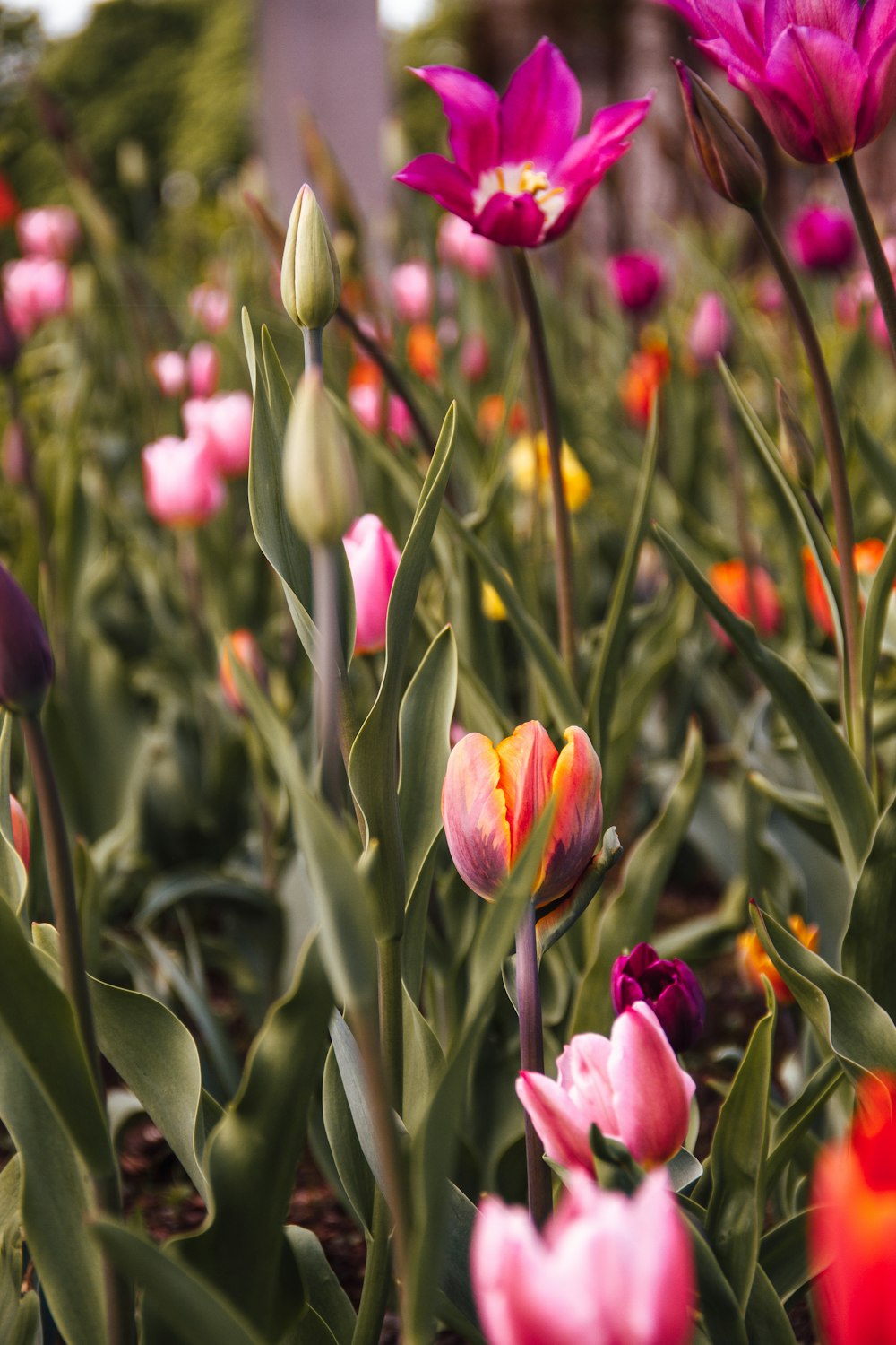 a field full of pink and yellow flowers