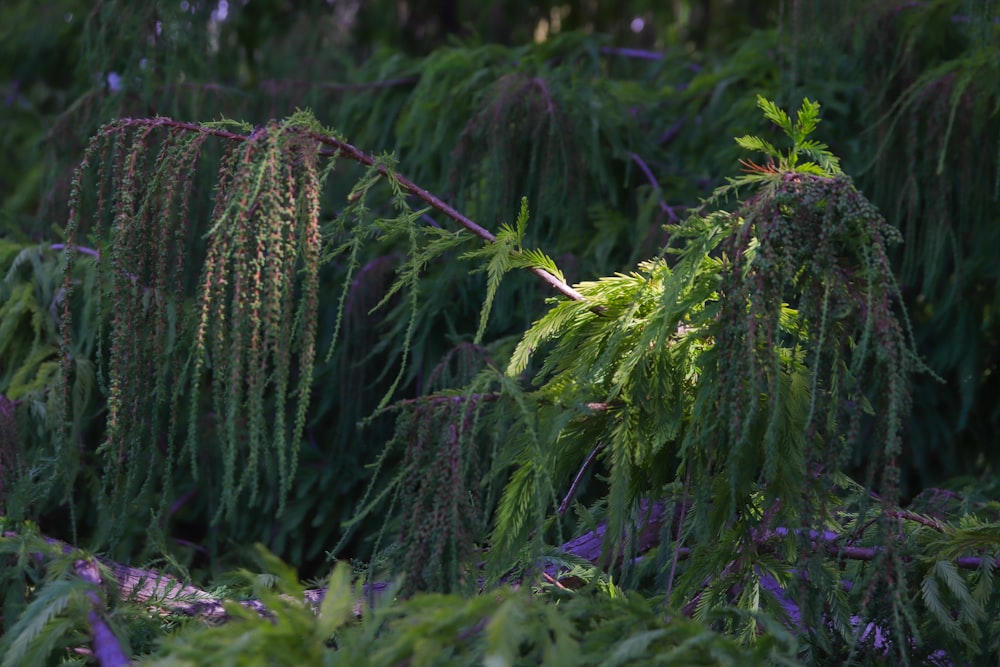 a bunch of plants that are in the grass