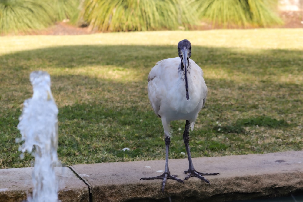 a bird standing on a ledge next to a water fountain