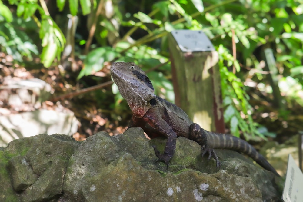 a lizard sitting on top of a rock