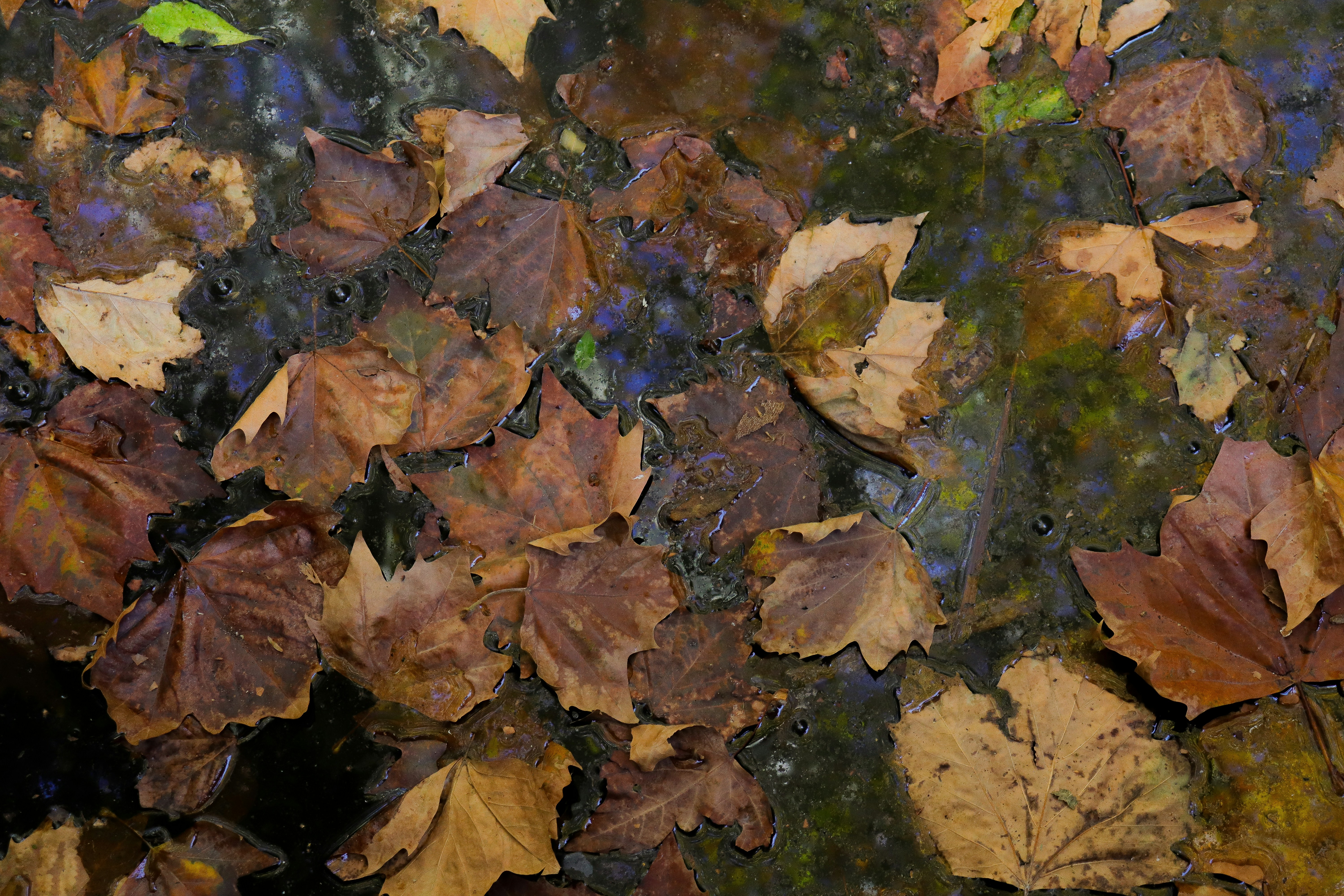 ein Bündel Blätter, die auf dem Boden liegen