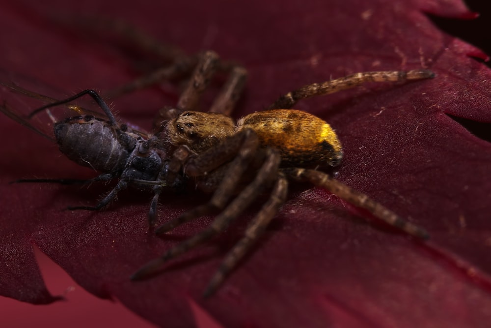 a close up of a spider on a flower