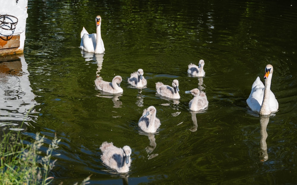 a group of swans swimming on top of a lake