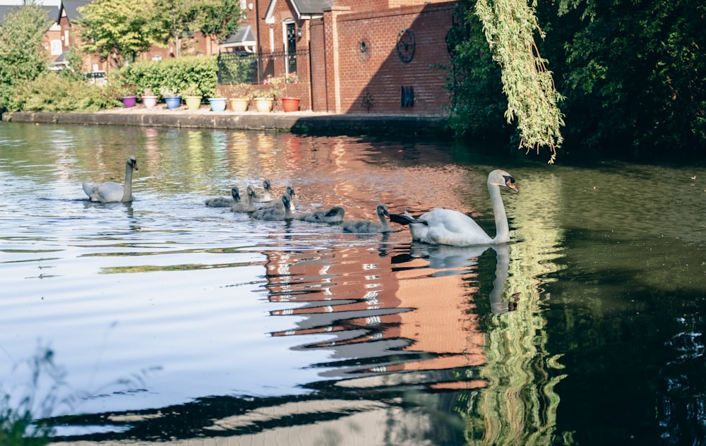 a family of swans swimming in a lake