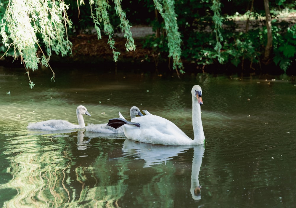 a couple of white swans swimming on top of a lake