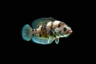 A detailed depiction of a colorful fish against a black background, showcasing intricate patterns and vibrant fins. The fish has a series of black spots along its body, giving it a distinct appearance.