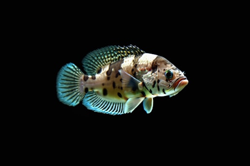 A detailed depiction of a colorful fish against a black background, showcasing intricate patterns and vibrant fins. The fish has a series of black spots along its body, giving it a distinct appearance.