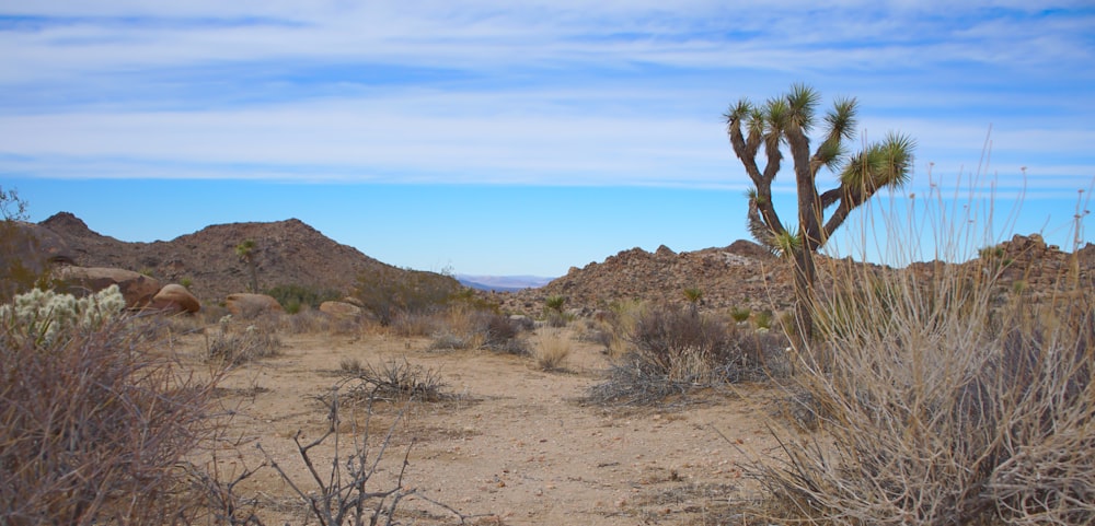 a desert scene with a cactus tree and mountains in the background