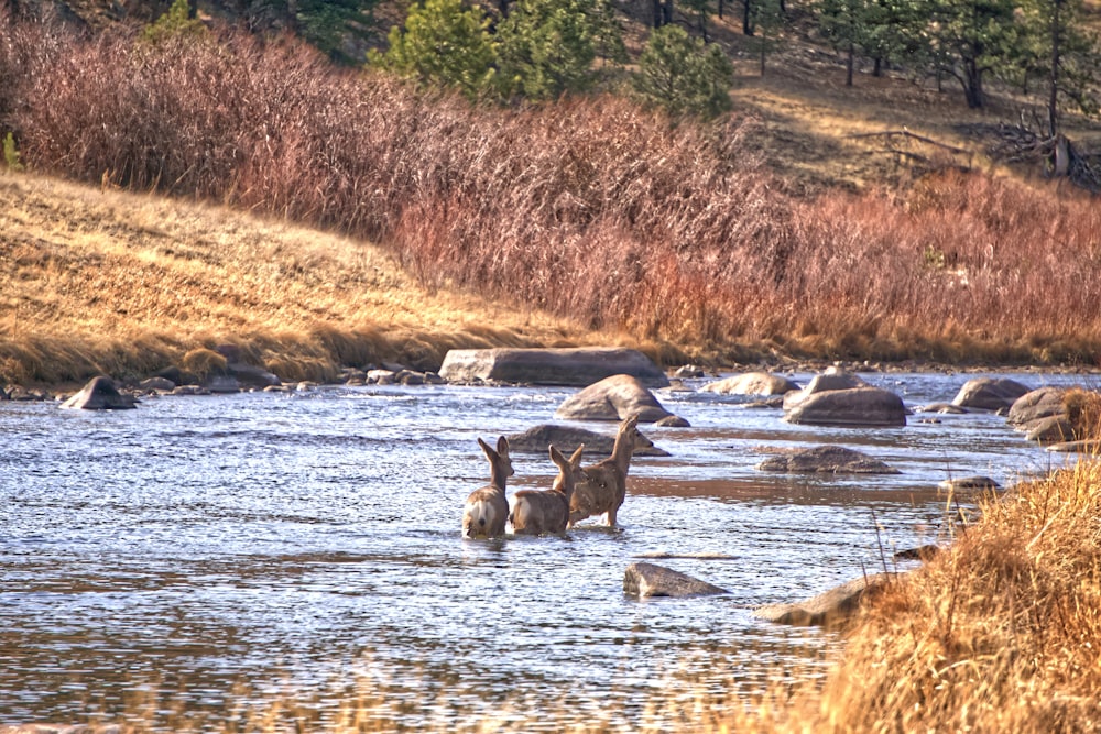 a group of geese wading in a river