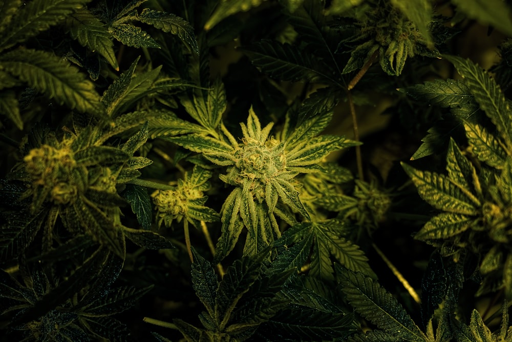 a close up of a bunch of green leaves