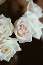 Softly lit close-up of delicate cream and blush roses on a marble surface.