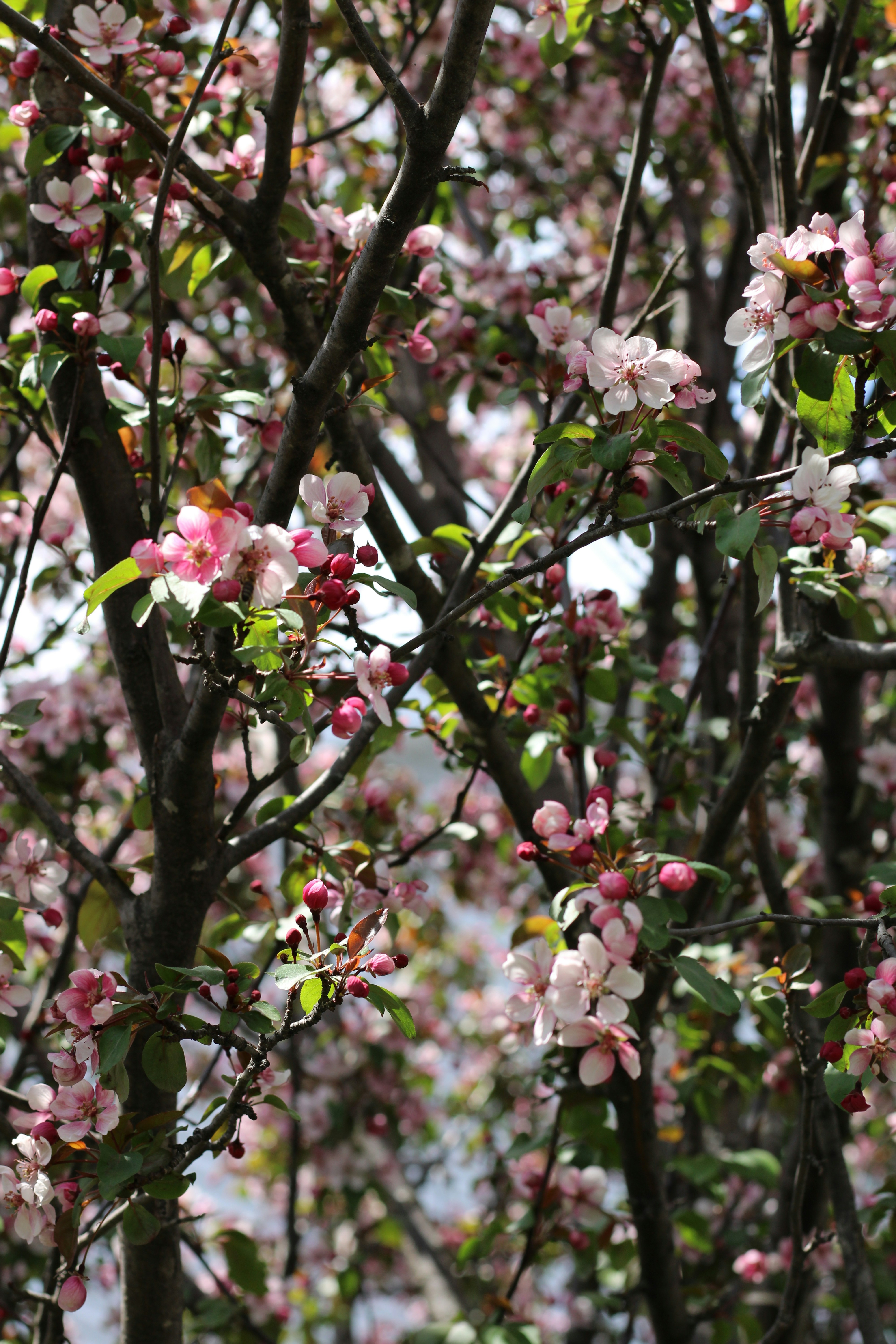 Photo by marianneperreault