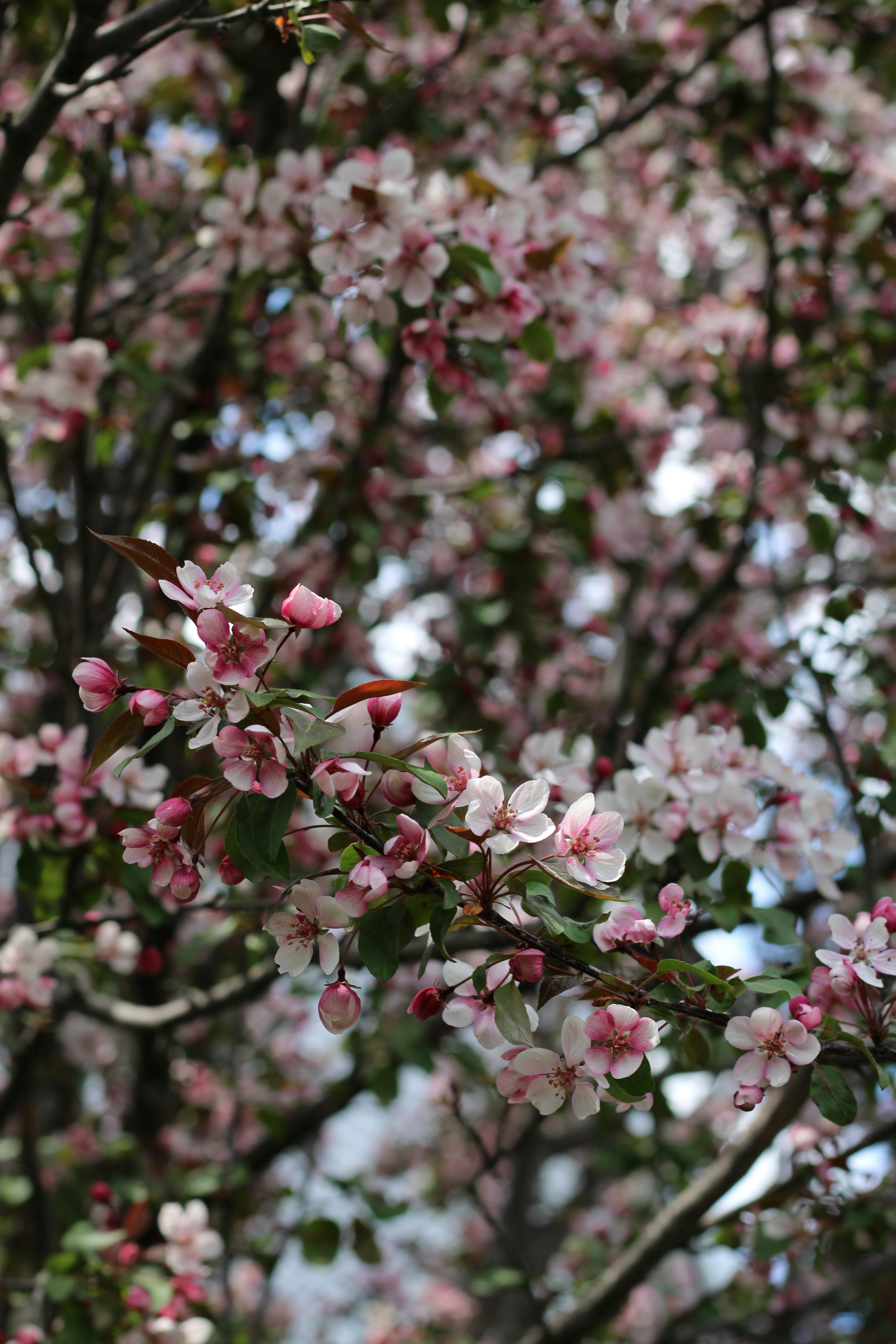 Photo by marianneperreault