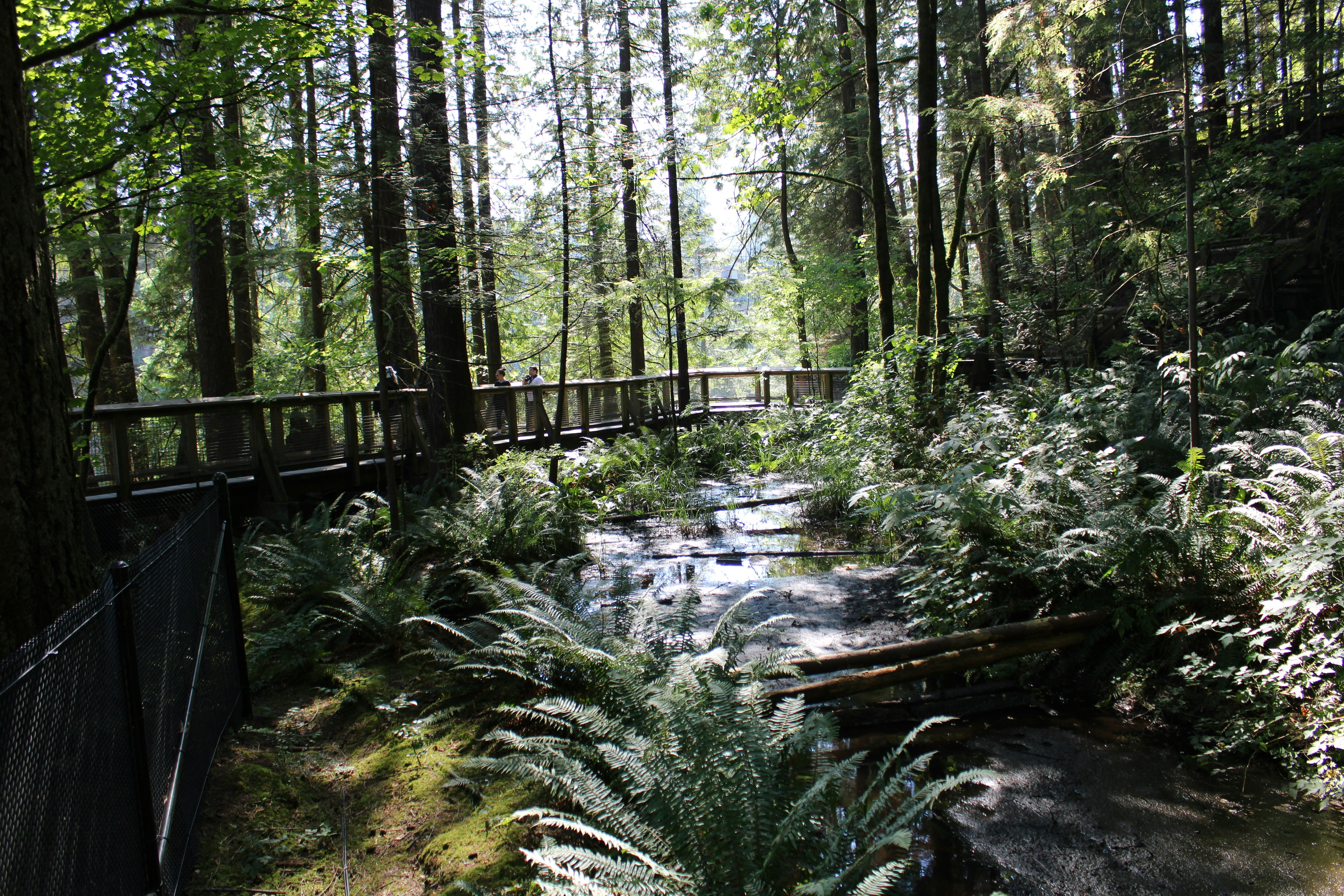 Wellness in forest retreat