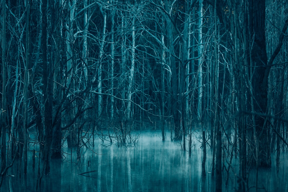 Un pantano lleno de mucha agua rodeado de árboles