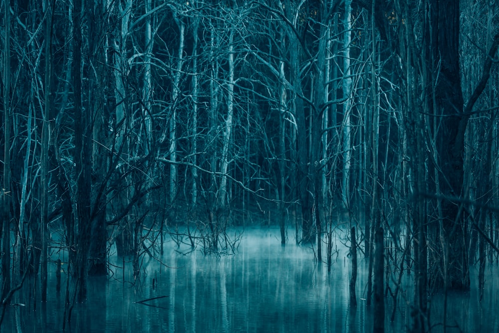 a swamp filled with lots of water surrounded by trees