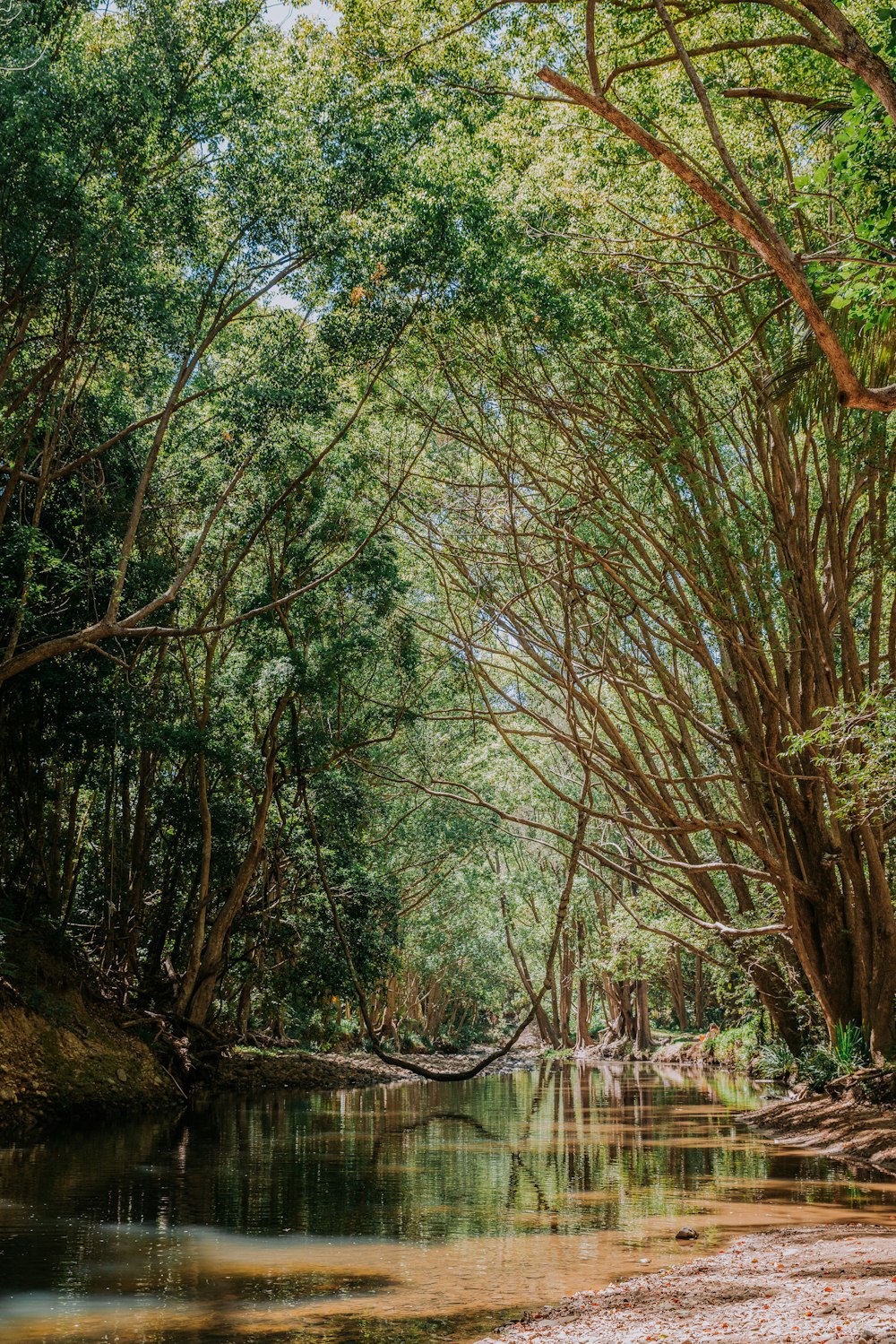 a river running through a lush green forest