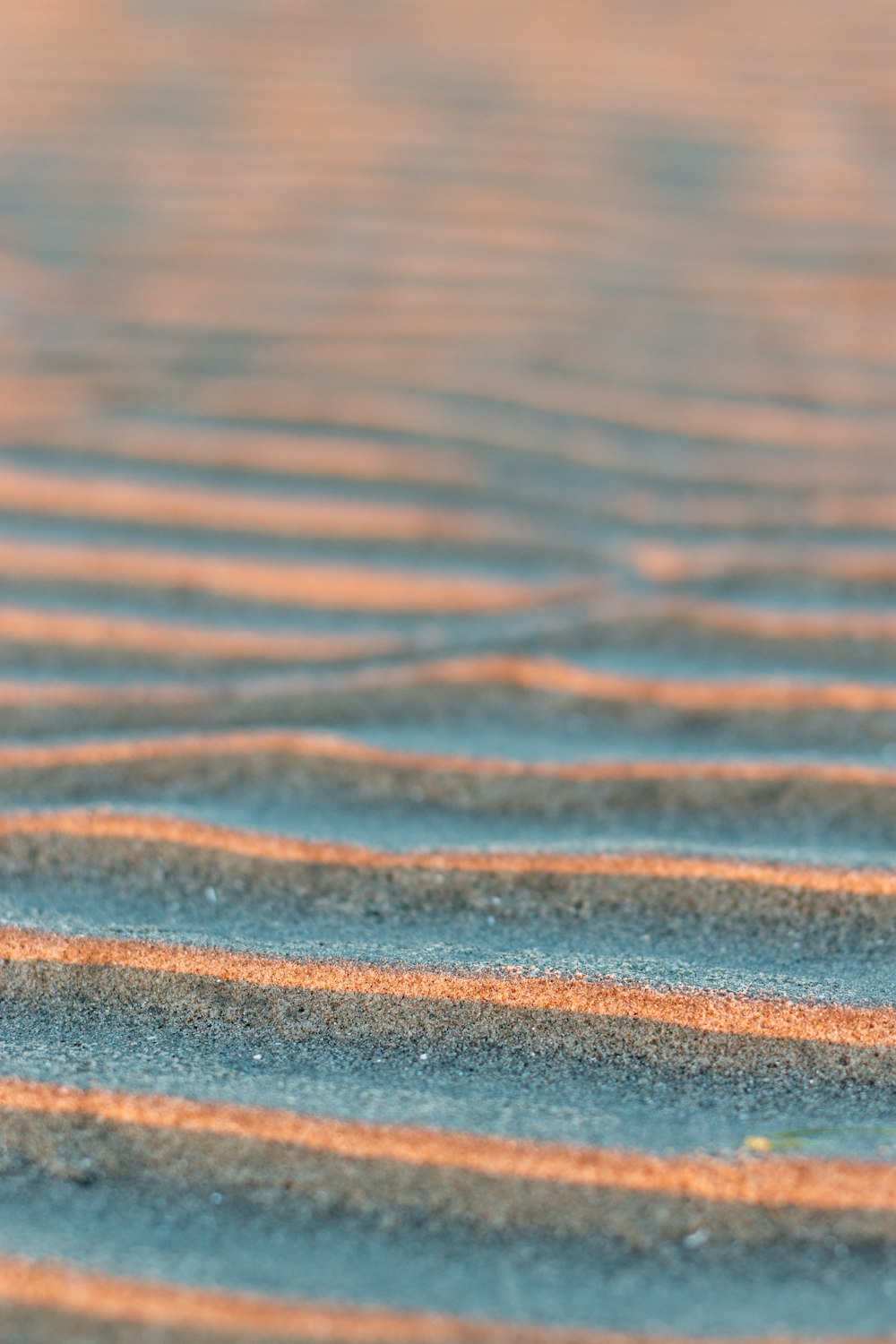 a bird is standing on a sandy beach