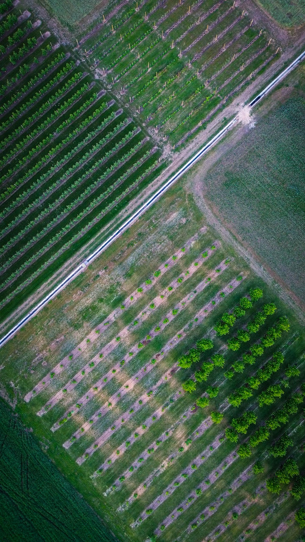 Una vista aérea de un campo con árboles
