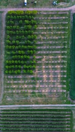 an aerial view of a field of crops