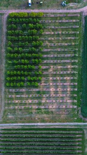 an aerial view of a field of crops