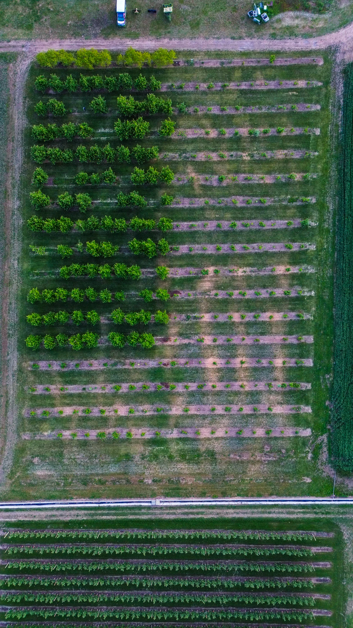 Vista aérea de hileras de cultivo