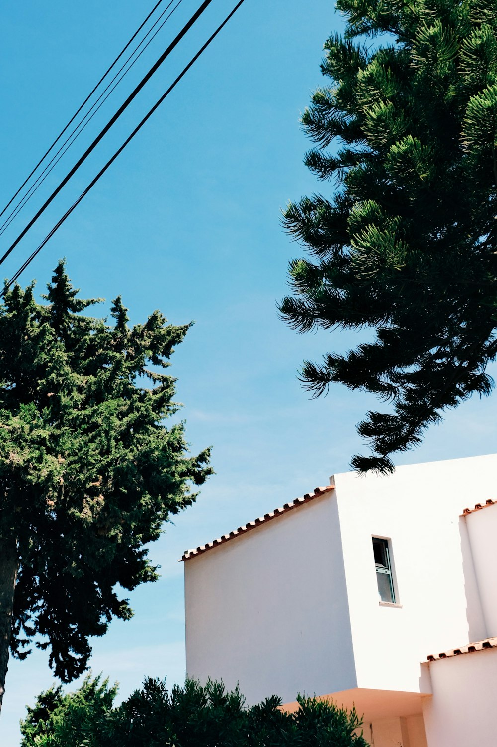 a white building with a tree in front of it