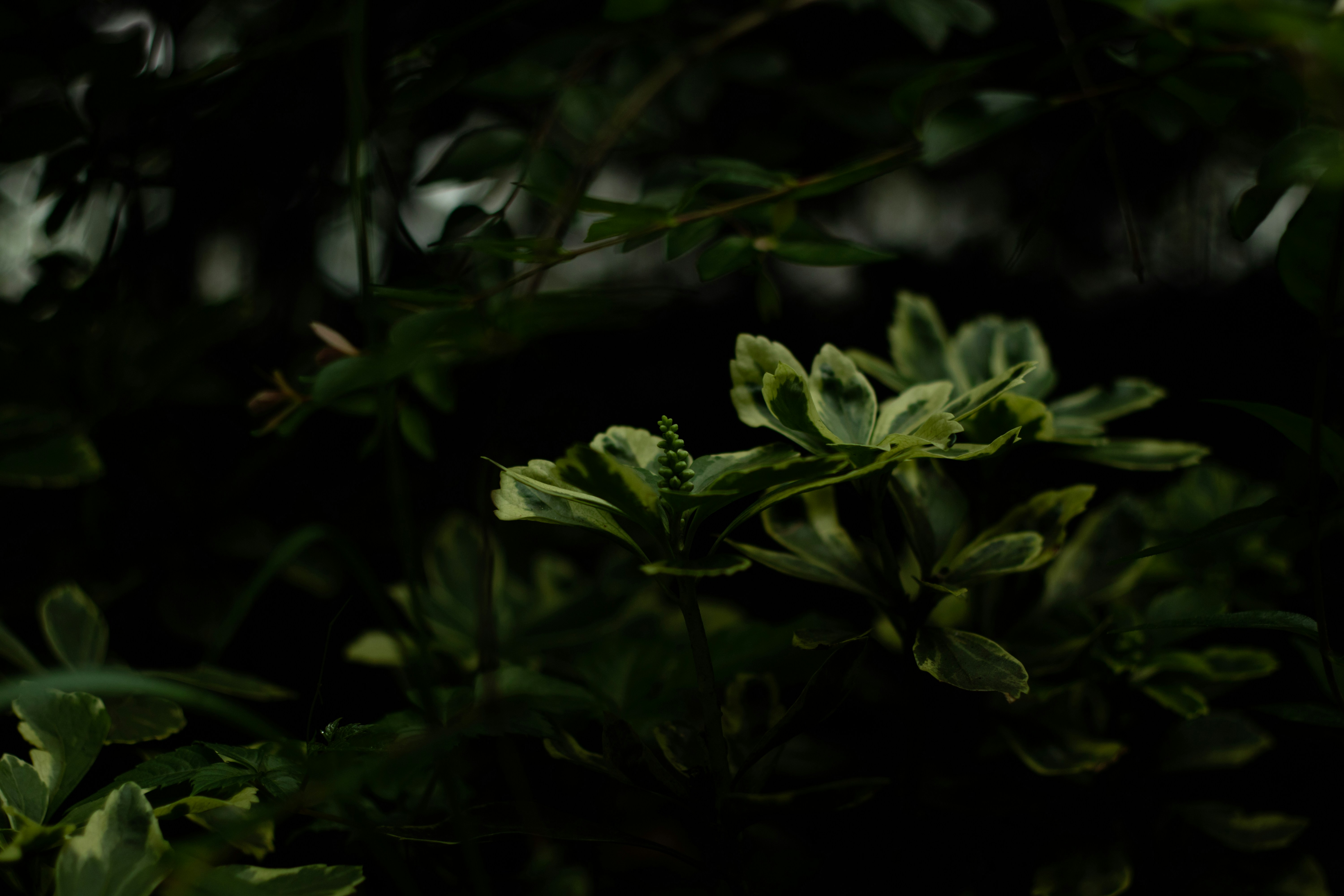 Photo by takatsuchida