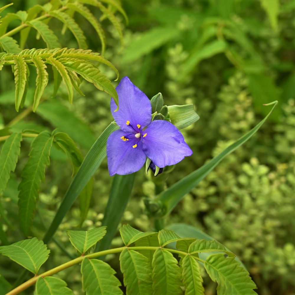 a purple flower with yellow stamen on a green plant