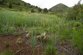 A lush green meadow with a variety of plants and vegetation, including some flowering herbs. The terrain is gently sloping, with a small hill in the background. The environment is natural and serene, with an overcast sky adding to the tranquil atmosphere.
