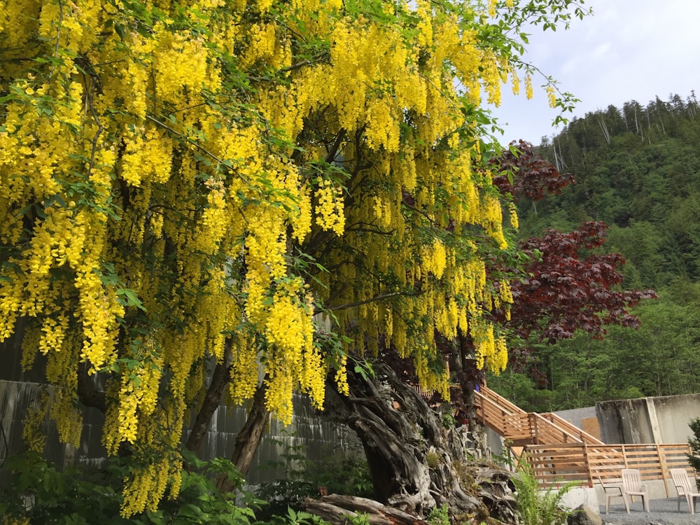a tree with yellow flowers in a park