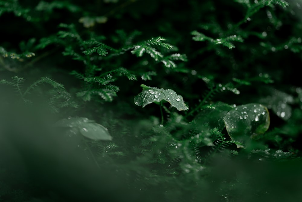 a close up of a green plant with drops of water on it