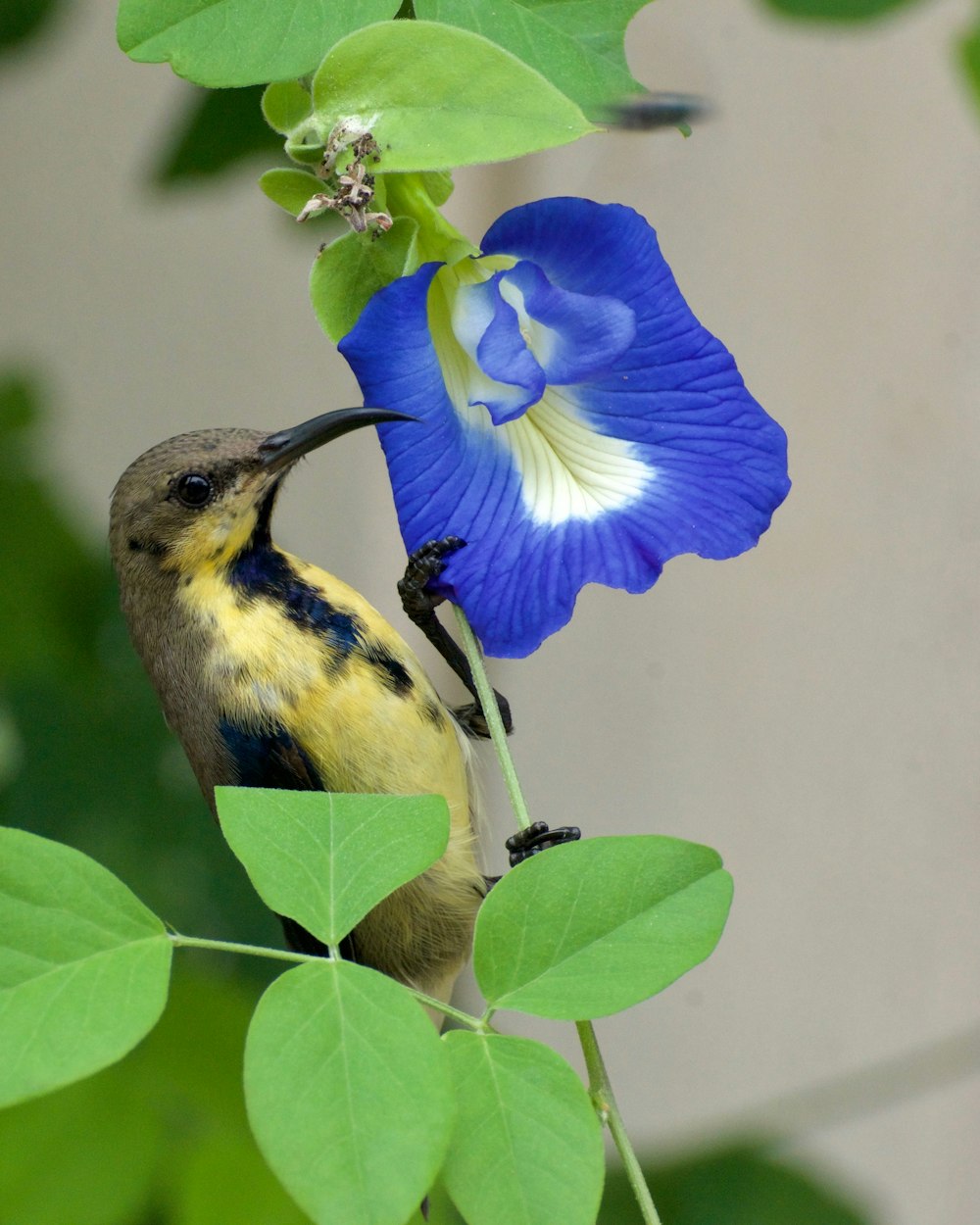 a bird is perched on a branch with a flower