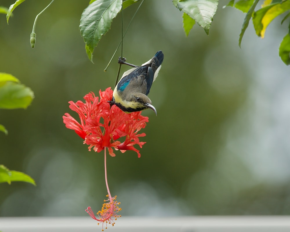 a small bird perched on a red flower