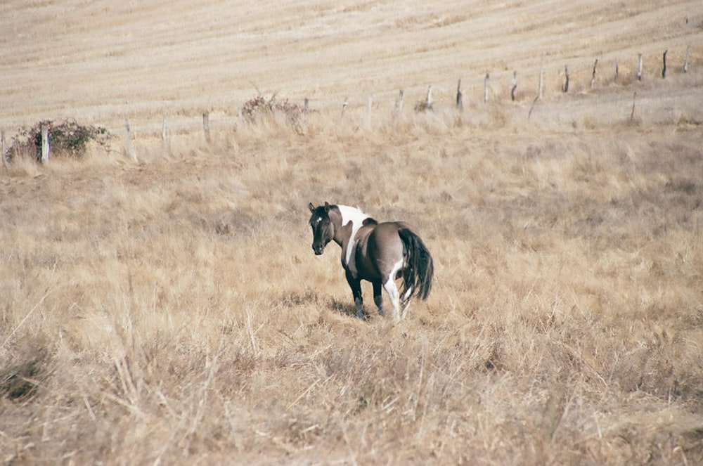 a brown and white horse standing in a field