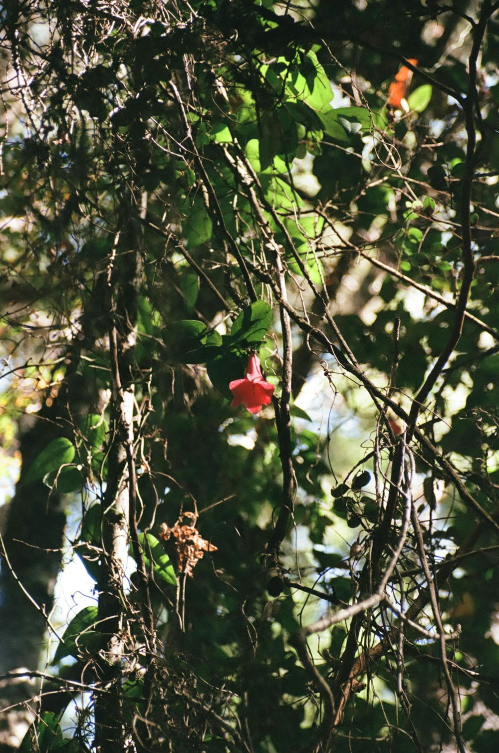 a red flower growing on a tree branch